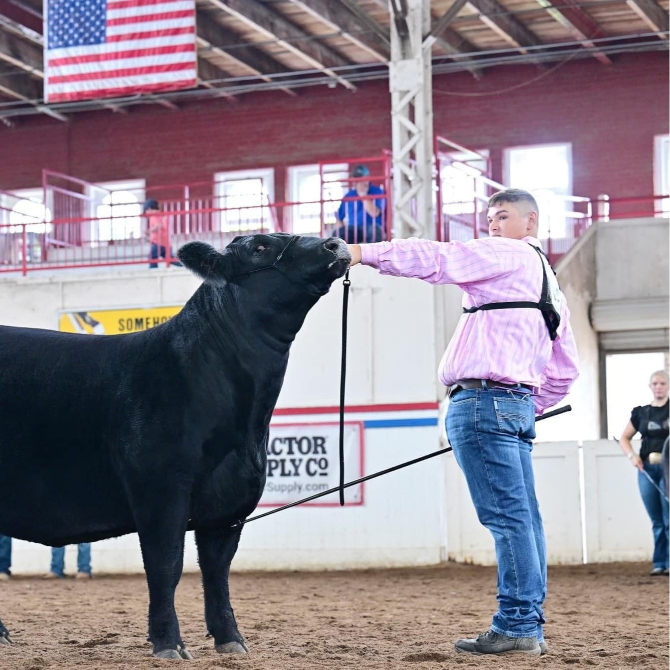 A young farmer in a pink plaid shirt showcases a black steer in a livestock show ring, with spectators in the background and an American flag hanging above. The farmer is gently guiding the steer with a lead, demonstrating proper handling techniques in a competitive environment.